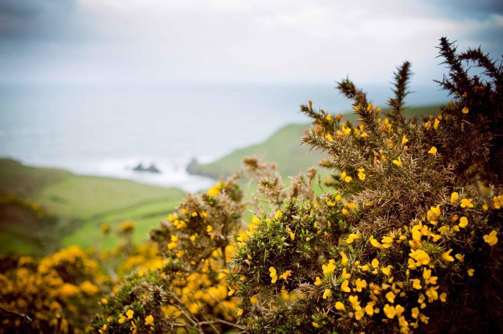 Soar Mill Cove Hotel Kingsbridge  Exteriér fotografie